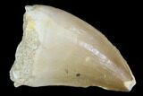 Mosasaur (Prognathodon) Tooth - Morocco #101033-1